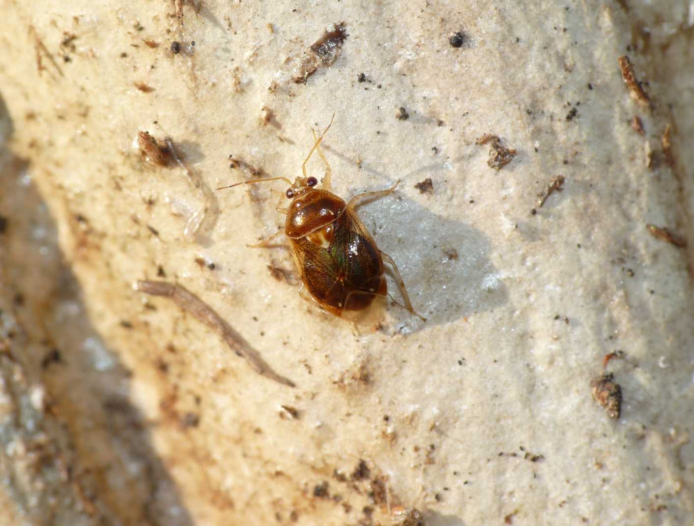 Piccolo eterottero dorato: Deraeocoris lutescens (Miridae)